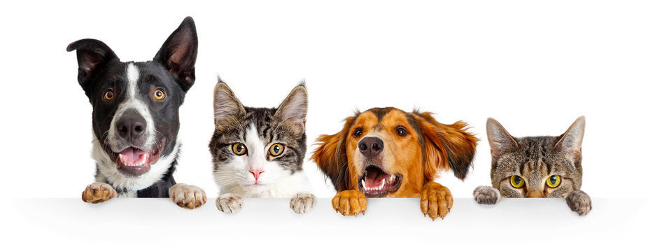 Cancer Care - First Aid, First Layer Treatment - Veterinary