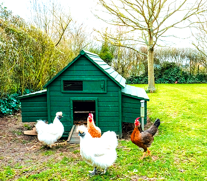 CHICKENS & OTHER BIRDS (Wildlife) - Homeopathic Veterinary Class MATERIALS ONLY