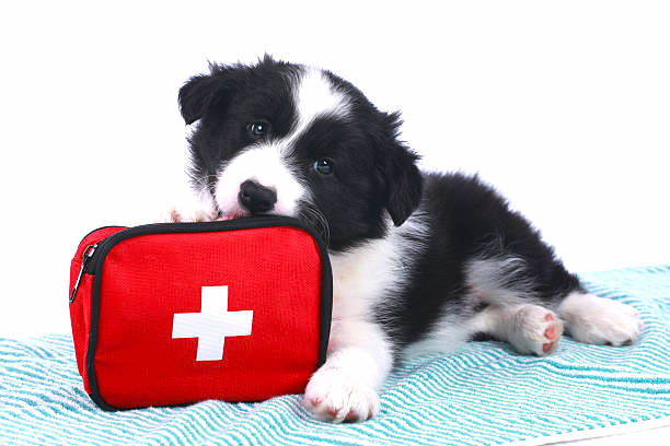 HOMEOPATHIC FIRST AID - LIVE ONLINE CLASS - PART 1,  2024