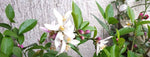 LEMON FLOWER REMEDY (NOT ESSENTIAL OIL)