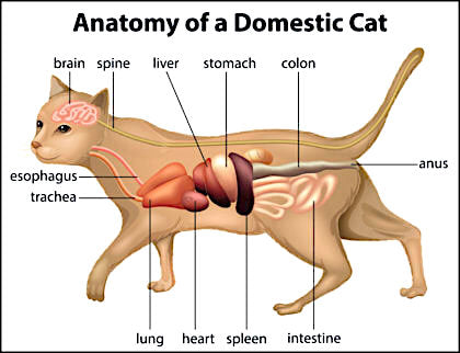Feline Constipation - Difficult Defecation - Acute Remedies/Treatment