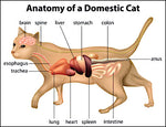 Feline Constipation - Difficult Defecation - Acute Remedies/Treatment