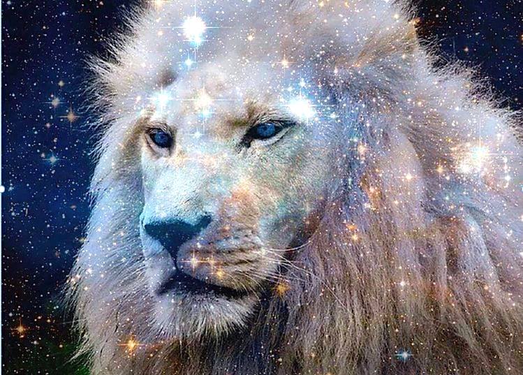 Intuitive Reading - Animal & Human - Proceeds go to rescue animals, fosters
